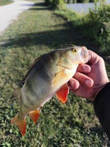 European Perch