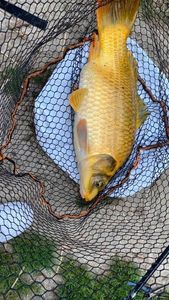 Koï Fish