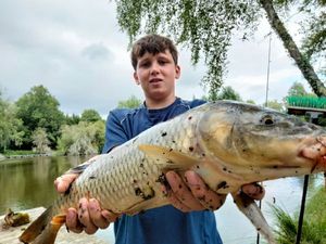 Common Carp