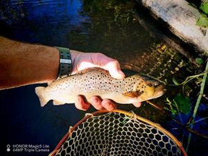 Brown Trout