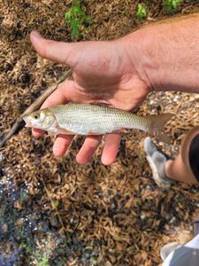 Common Dace