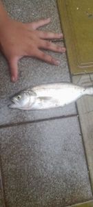 Bluefish