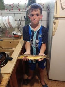 Brown Trout