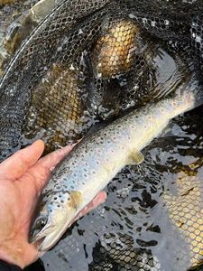 Brown Trout