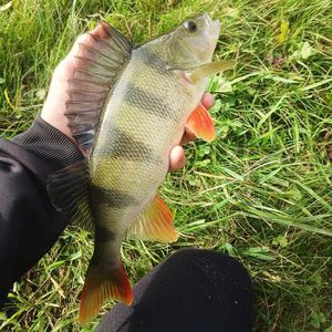 European Perch