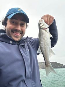 European Bass (Seabass)