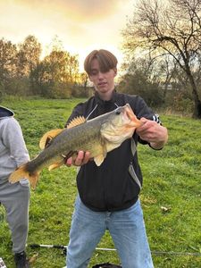 Largemouth Bass