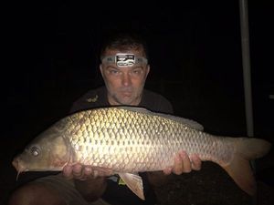 Common Carp