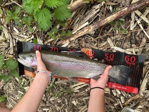 Rainbow Trout