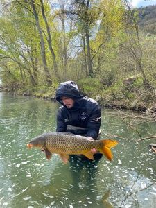 Common Carp
