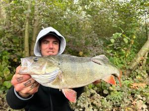 European Perch