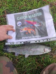 Rainbow Trout