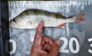 European Perch