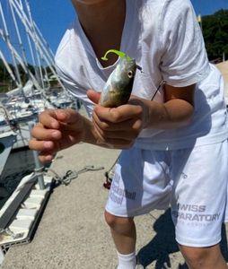 European Perch