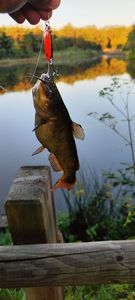 Black Bullhead