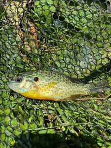 Green Sunfish