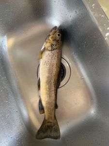 Brown Trout