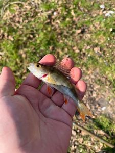 European Perch