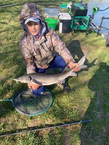 Sturgeon