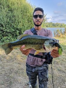 Largemouth Bass