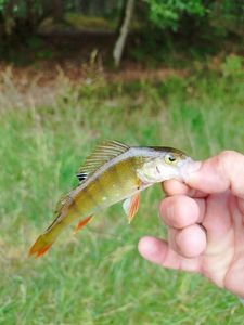 European Perch