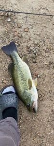 Largemouth Bass