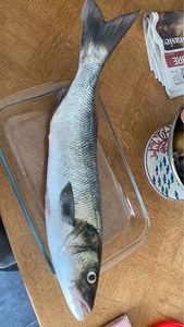 European Bass (Seabass)