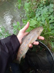 Brown Trout