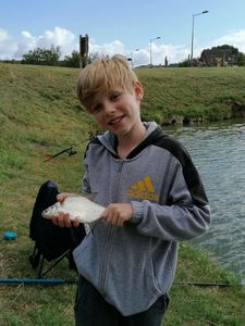Common Bream