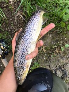 Brown Trout