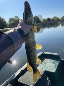 Northern Pike