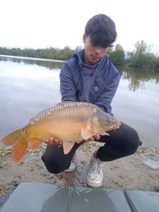 Mirror Carp