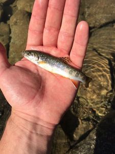Brown Trout