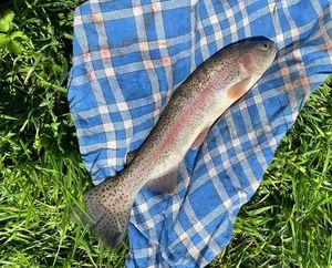 Rainbow Trout