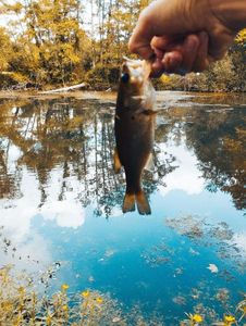 Largemouth Bass