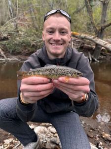 Brown Trout