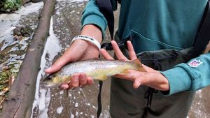 Brown Trout