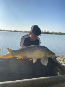 Mirror Carp