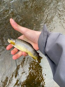 Brown Trout