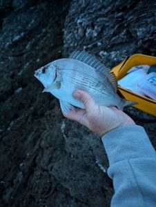 White Seabream