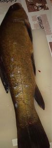 Tench