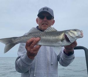 European Bass (Seabass)