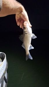 European Bass (Seabass)