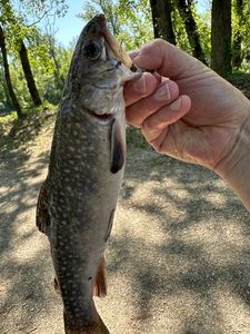 Brook Trout