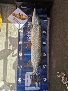 Northern Pike