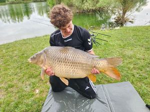 Common Carp