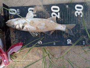 European Bass (Seabass)