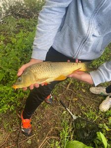Common Carp