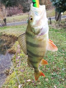 European Perch
