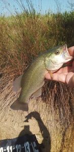 Largemouth Bass